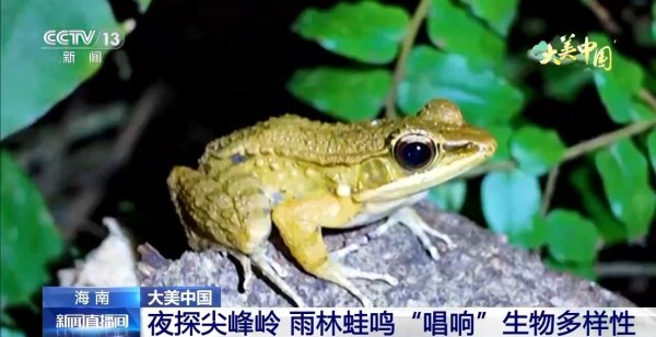 天弘优配 夜探尖峰岭 雨林蛙鸣“唱响”生物多样性
